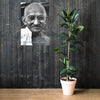 Enhanced Matte Paper Poster (in) - Mahatma Gandhi - India IMAGES OF GOD