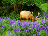 GELATO GLOBAL PRINT - Landscape Aluminum Print - Busy Elk in Redwood National & St. Parks - California USA
