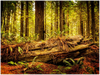 GELATO GLOBAL PRINT -Landscape Aluminum Print - Redwood National and State Parks - CA USA