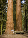 GELATO GLOBAL PRINT - Portrait Aluminum Print - Tree Hugger -  Redwood National & St. Parks - California USA