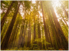 GELATO GLOBAL PRINT - Landscape Aluminum Print - Redwood National & St. Parks - California USA