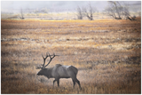 GELATO GLOBAL PRINT - Elk in Mist, Rocky Rocky Mountain National Park in Colorado, USA