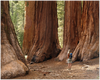 GELATO GLOBAL PRINT - Landscape Aluminum Print -  Mariposa Grove Redwoods - Yosemite National Park in CA USA