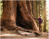 GELATO GLOBAL PRINT - Landscape Aluminum Print - Hiker in Sequoia National Park (next to Yosemite) in CA USA