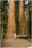 GELATO GLOBAL PRINT - Portrait Aluminum Print - Tree Hugger -  Redwood National & St. Parks - California USA