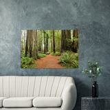GELATO GLOBAL PRINT - Landscape Aluminum Print - A SIMPLE WALK in Redwood National & St. Parks - California USA