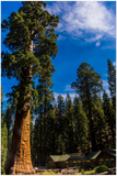 GELATO GLOBAL PRINT - Landscape Aluminum Print - Giant Sequoia Tree, Giant Forest, Yosemite National Park in CA USA