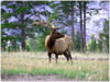 GELATO GLOBAL PRINT - Landscape Aluminum Print -  Yellowstone - Bull  Elk grazing in the woodland