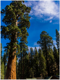 GELATO GLOBAL PRINT - Landscape Aluminum Print - Giant Sequoia Tree, Giant Forest, Yosemite National Park in CA USA