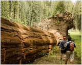 GELATO GLOBAL PRINT - Landscape Aluminum Print - The Immense fallen trees at Redwood National & St. Parks - California USA