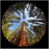 GELATO GLOBAL PRINT - Square Aluminum Print - Fisheye view of the Giant Sequoia Trees in Mariposa Grove - Yosemite National Park in CA USA