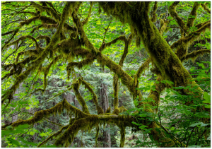 GELATO GLOBAL PRINT - Landscape Aluminum Print - Magic Forest - Redwood National & St. Parks - California USA