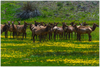 GELATO GLOBAL PRINT - Elk feed in a meadow near telluride - Rocky Mountain National Park in Colorado, USA