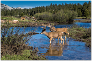 GELATO GLOBAL PRINT - Landscape Aluminum Print - Mule deer herd at Tuolumne Meadow - Yosemite National Park in CA USA