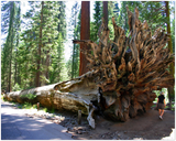 GELATO GLOBAL PRINT - Landscape Aluminum Print - Mariposa Grove fallen sequoia   - Yosemite National Park in CA USA