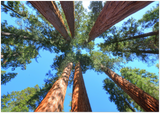 GELATO GLOBAL PRINT - Landscape Aluminum Print - THE AWESOME REDWOODS - Redwood National & St. Parks - California USA