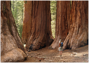 GELATO GLOBAL PRINT - Landscape Aluminum Print -  Mariposa Grove Redwoods - Yosemite National Park in CA USA