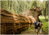 GELATO GLOBAL PRINT - Landscape Aluminum Print - The Immense fallen trees at Redwood National & St. Parks - California USA