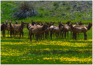 GELATO GLOBAL PRINT - Elk feed in a meadow near telluride - Rocky Mountain National Park in Colorado, USA
