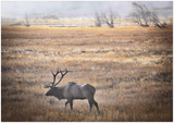 GELATO GLOBAL PRINT - Elk in Mist, Rocky Rocky Mountain National Park in Colorado, USA