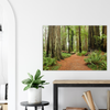 GELATO GLOBAL PRINT - Landscape Aluminum Print - A SIMPLE WALK in Redwood National & St. Parks - California USA