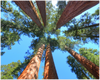 GELATO GLOBAL PRINT - Landscape Aluminum Print - THE AWESOME REDWOODS - Redwood National & St. Parks - California USA