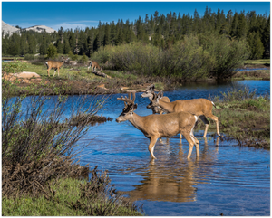 GELATO GLOBAL PRINT - Landscape Aluminum Print - Mule deer herd at Tuolumne Meadow - Yosemite National Park in CA USA