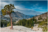 GELATO GLOBAL PRINT - Landscape Aluminum Print -  Olmsted point in early morning - Yosemite National Park in CA USA