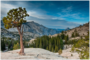 GELATO GLOBAL PRINT - Landscape Aluminum Print -  Olmsted point in early morning - Yosemite National Park in CA USA