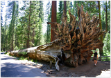 GELATO GLOBAL PRINT - Landscape Aluminum Print - Mariposa Grove fallen sequoia   - Yosemite National Park in CA USA