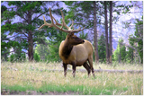 GELATO GLOBAL PRINT - Landscape Aluminum Print -  Yellowstone - Bull  Elk grazing in the woodland