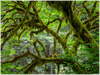 GELATO GLOBAL PRINT - Landscape Aluminum Print - Magic Forest - Redwood National & St. Parks - California USA