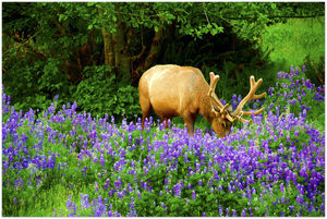 GELATO GLOBAL PRINT - Landscape Aluminum Print - Busy Elk in Redwood National & St. Parks - California USA